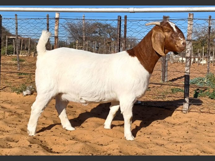 554250052 | WITSAND BOERBOKSTOET