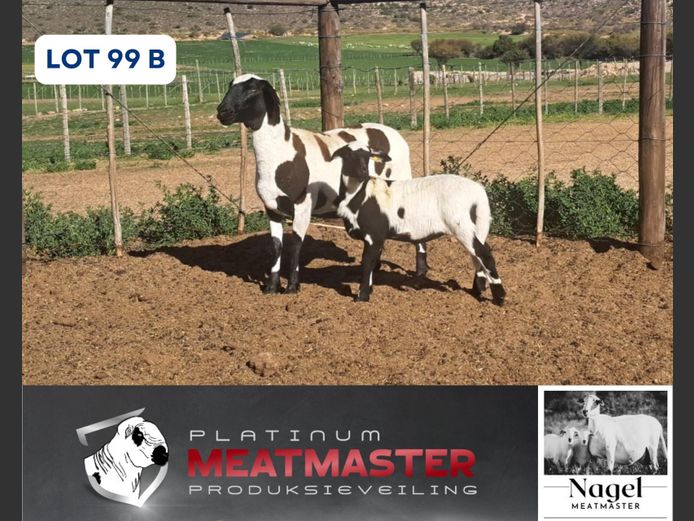 NM24 3208 | Hein Nagel - Nagel Meatmasters, Ladismith WK