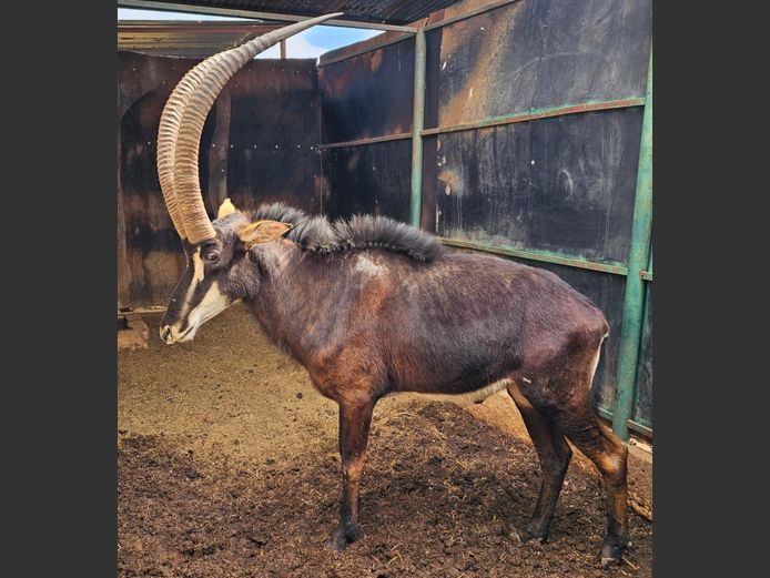 SABLE 42.5” | SPRINGBOK WILD