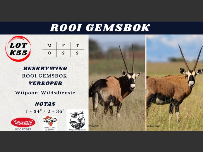 ROOI GEMSBOK