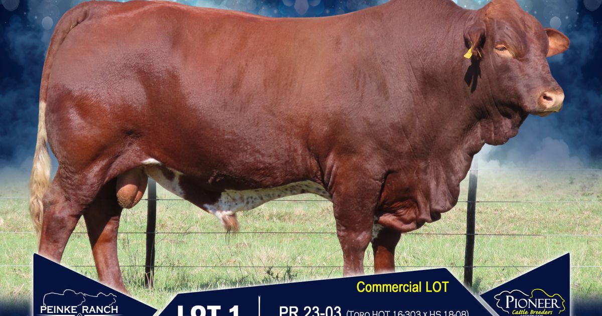Lot 1 | PIONEER CATTLE BREEDERS BORAN AND DROUGHTMASTER | SwiftVEE ...