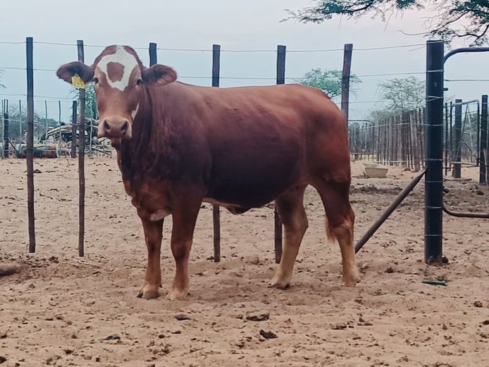 MBE237 | MAMUMBE SIMBRA