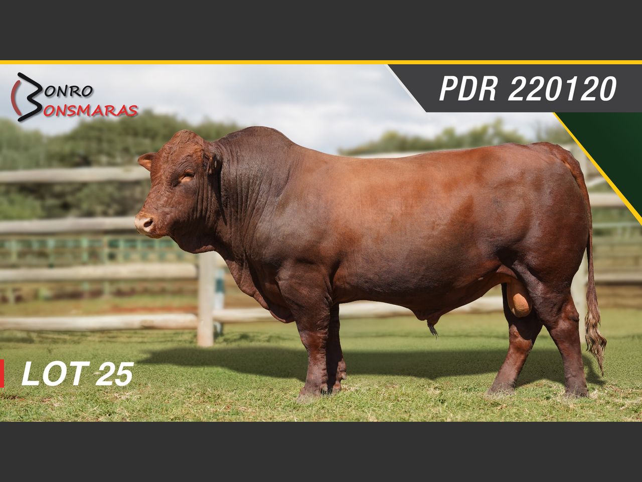 Lot 25 | SYFERFONTEIN BONSMARAS 26STE PRODUKSIEVEILING | SwiftVEE ...