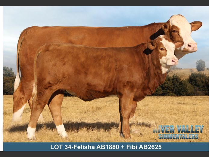 AB1880 | PA ABRAHAMSE