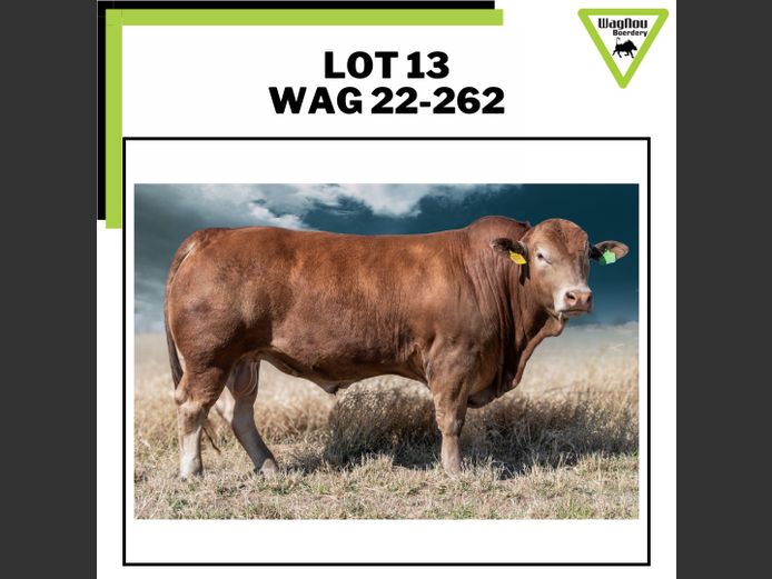 WAG 22-0262 | WAGNOU BEEFMASTER