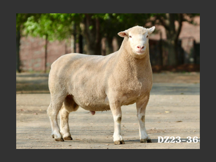 DZ  230365 | 2 STEYNS BOERDERY