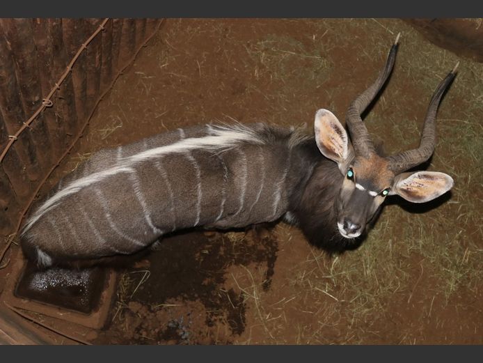 NYALA
