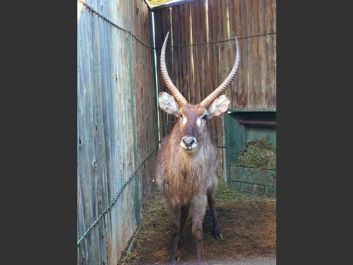 Waterbok | Amanzi 