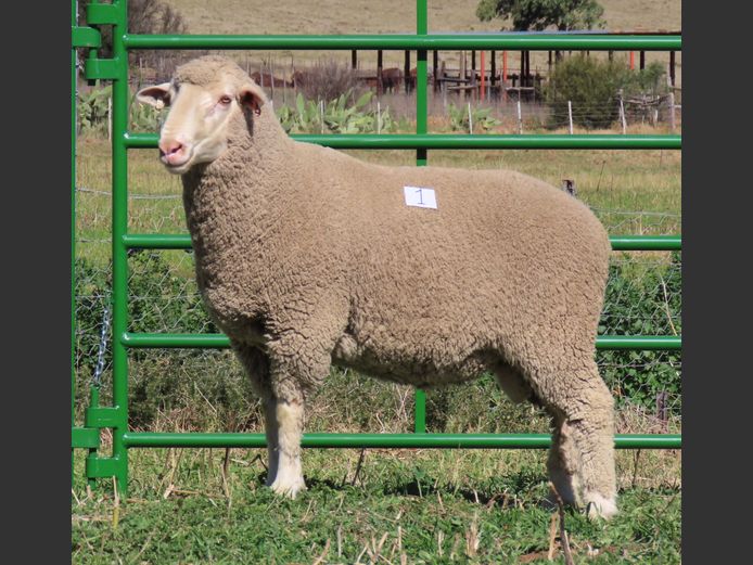 142 | Rooipoort Poenskop Merinos