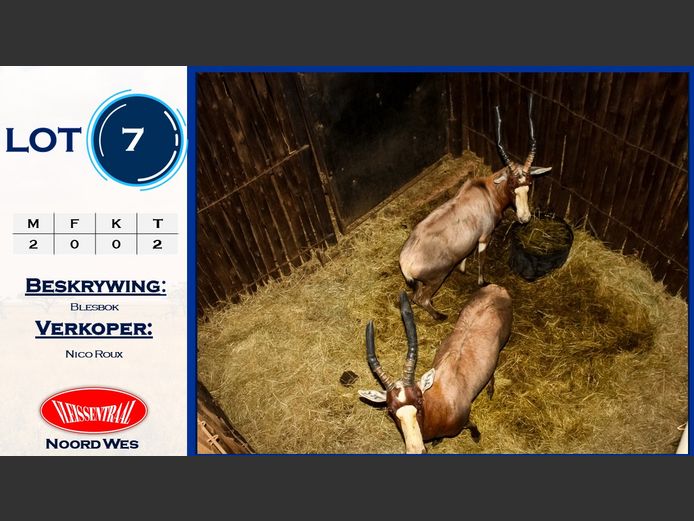 Blesbok
