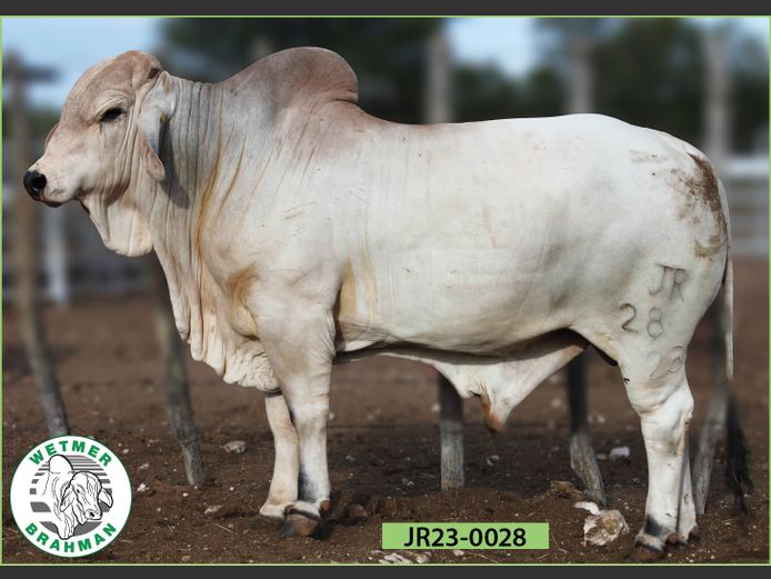 23-0028JR | WETMER BRAHMAN