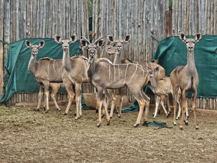 KOEDOE | LEGENDS / ENTABENI