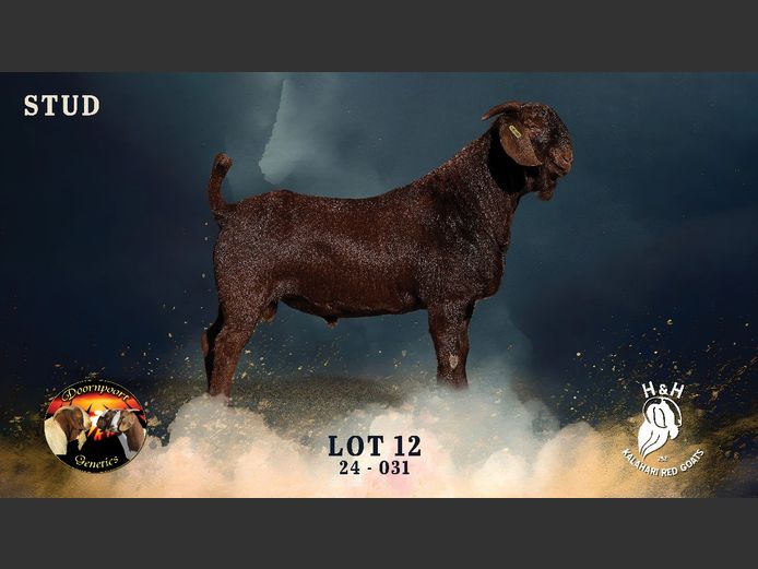 240031 | H&H KALAHARI REDS