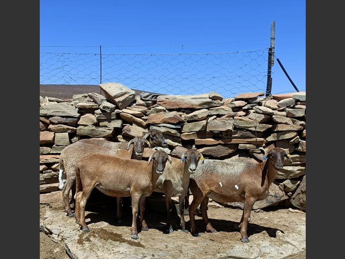 JPK3114 | BOVLEI MEATMASTERS