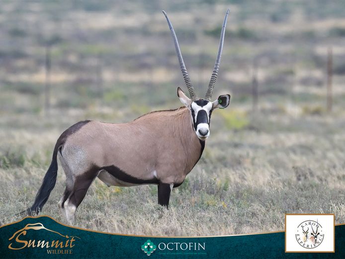 44" ORYX BULL