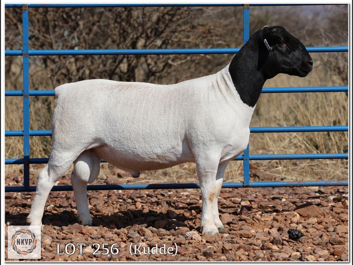 2052 24 0158 | MNR. LOUIS VAN RENSBURG