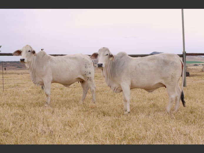 Commercial Animals