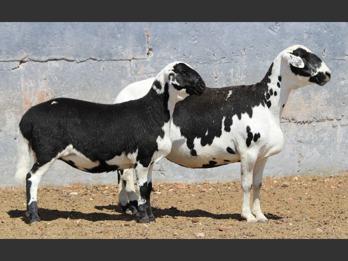 CRL 21.077 | Riaan Liebenberg - Hanri Meatmasters, Upington
