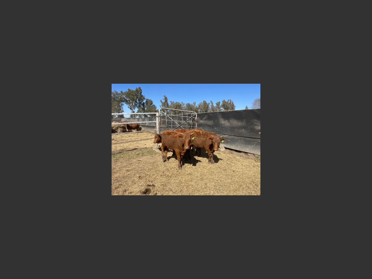 images