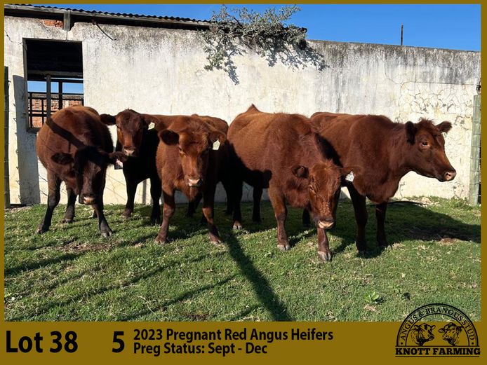 Commercial Animals | Knott Farming
