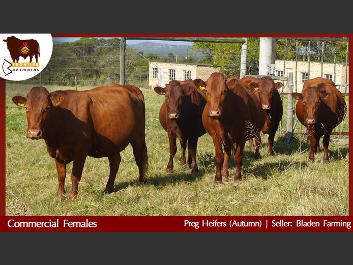 Commercial Animals | Bladen Farming