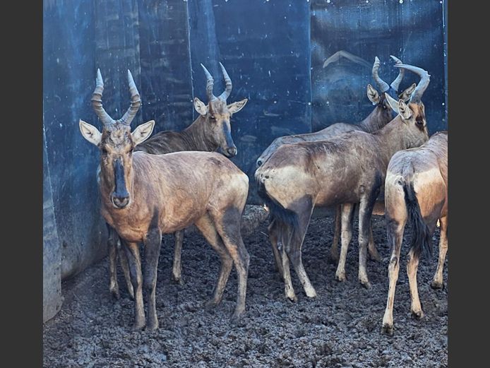 REDHARTEBEEST | HELICON