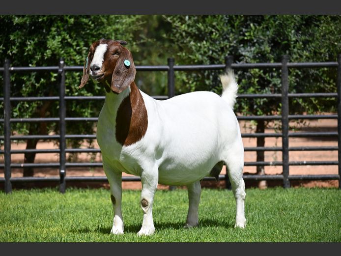 776240035 | Nico Botha Boerbokstoet