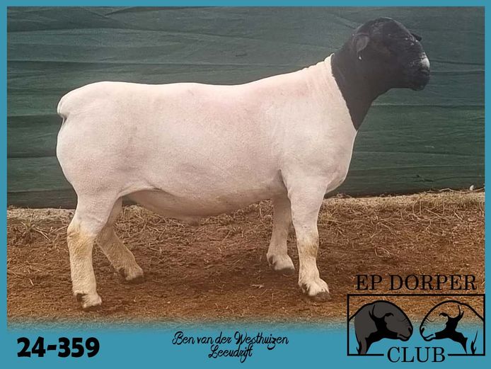 24-359 | Ben van der Westhuizen - Leeudrift