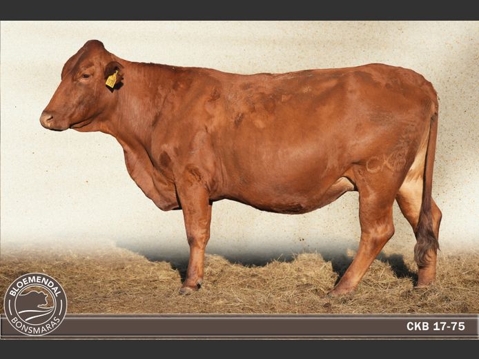 CKB170075 | CHRIS KRUGELL BLOEMENDAL