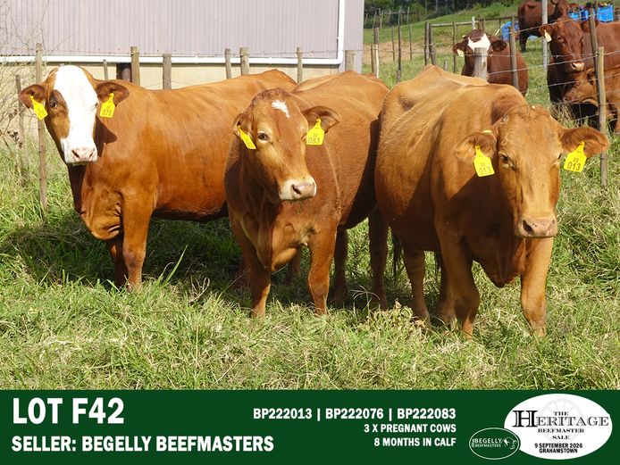 Female Animals | Begelly Beefmasters