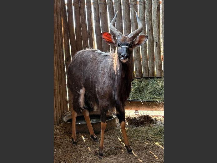 Nyala Bul