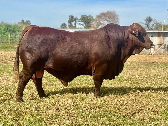 BR  220032 | P.J. NIEMAND