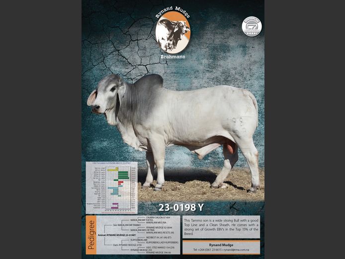 23-0198Y | RYNAND MUDGE BRAHMAN