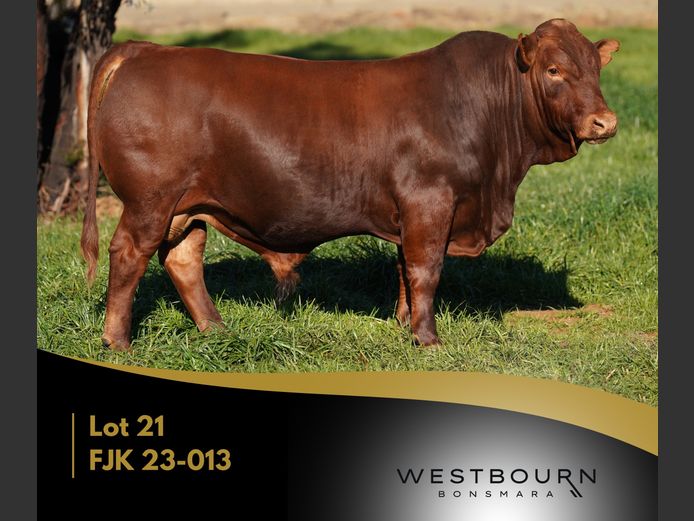 FJK 230013 | WESTBOURN BONSMARAS