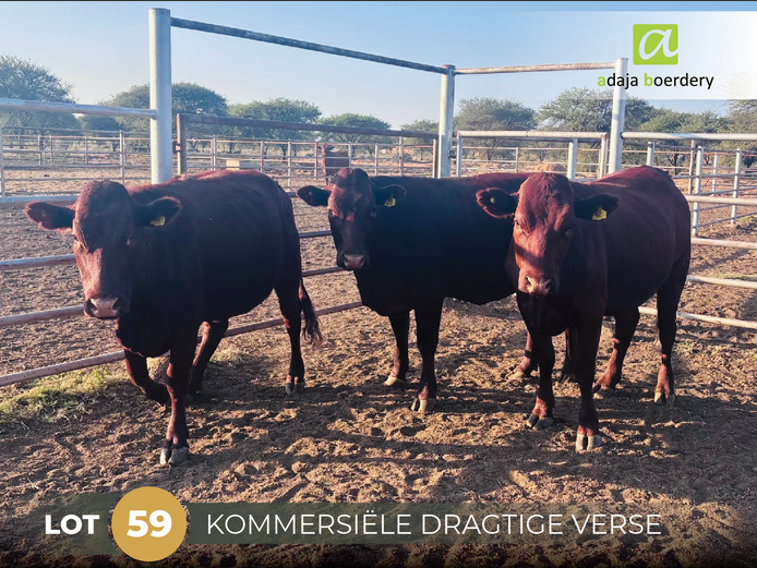 Commercial Animals | ADAJA BOERDERY