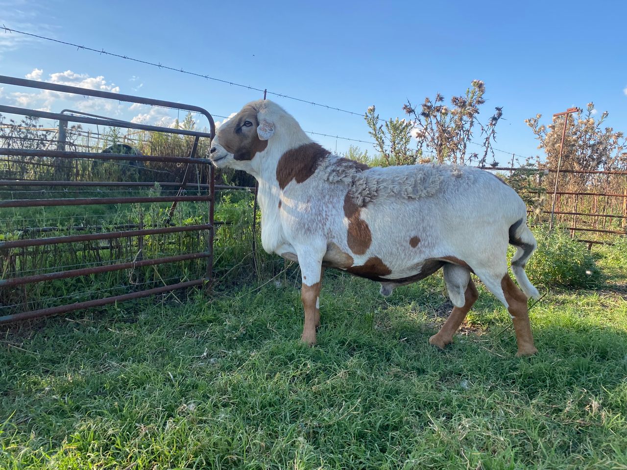 Lot 9 | THE GREAT OUT OF AFRICA MEATMASTER SALE | SwiftVEE | South ...