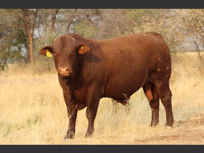 22-0044WOE | OBELIX SANTA GERTRUDIS
