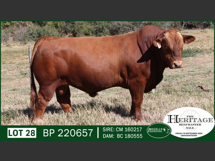 BP220657 | BEGELLY BEEFMASTERS