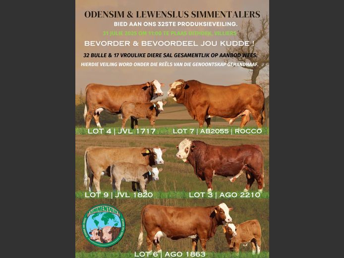 ODENSIM EN LEWENSLUS SIMMENTALER 32STE PRODUKSIEVEILING