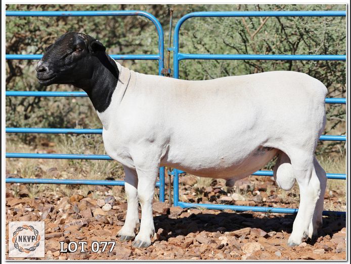 87 24 0231 | R.S. MEINTJES