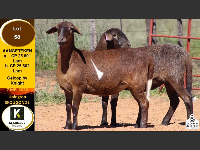 CP 25 602 | KLAARGOUD BOERDERY