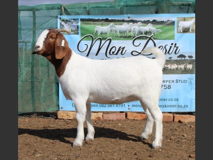 Ewes | Mon Desir Boergoats