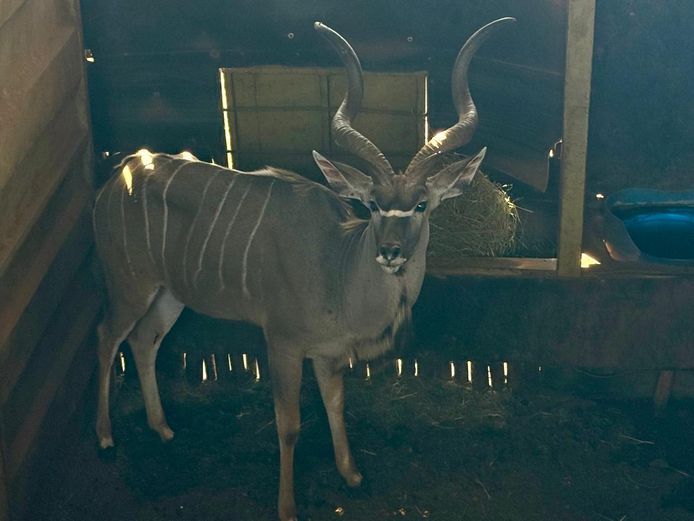 KUDU | WATERBERG GAME