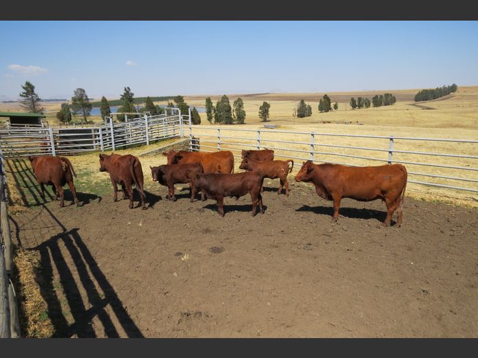 Commercial Animals
