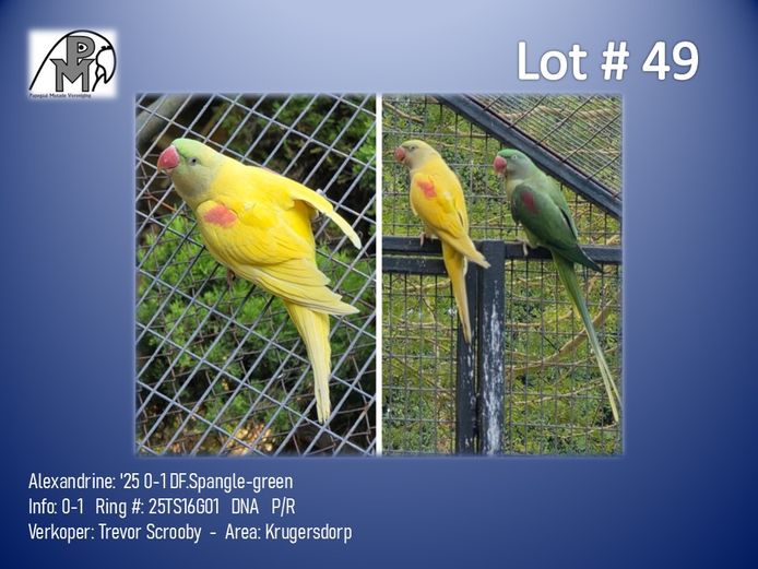 0-1 '25 Alexandrine: DF.Spangle-green - Trevor Scrooby