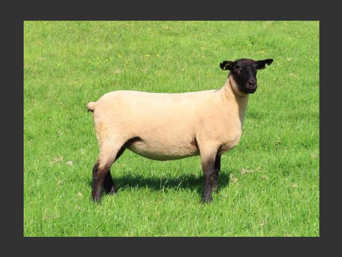284240073 | OTTERKUIL BOERDERY