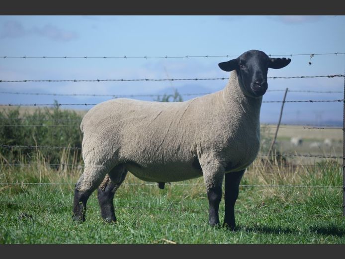 301 240302 | TWEESEUNS