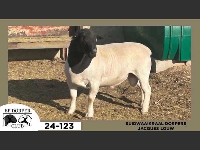 24-123  |  JACQUES LOUW - SUIDWAAIKRAAL DORPERS