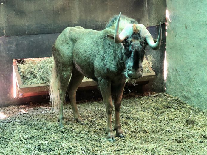 SWART WILDEBEES | ZIONSHEUVEL TRUST