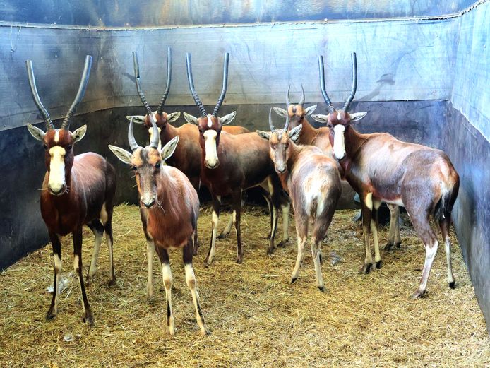GEWONE BLESBOK | AL BADENHORST